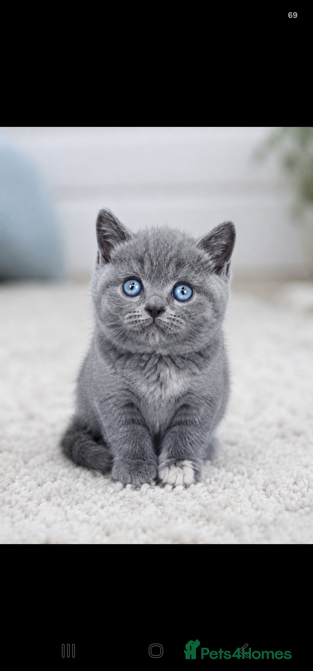 British Shorthair cats GCCF/TICA registered beautiful litter - Advert 2