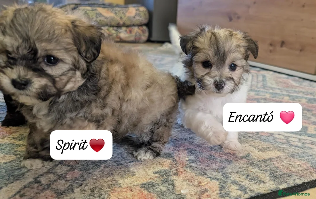 Chipoo dogs for sale: Chipoo Puppies - Advert 25