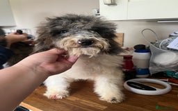 Cockapoo dogs for sale: Gorgeous F2b show type Cockapoo babies blue merles - Image 13