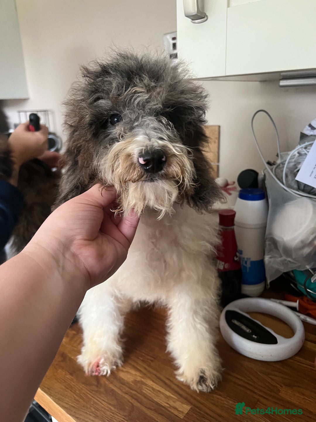 Cockapoo dogs for sale: Gorgeous F2b show type Cockapoo babies blue merles - Image 13