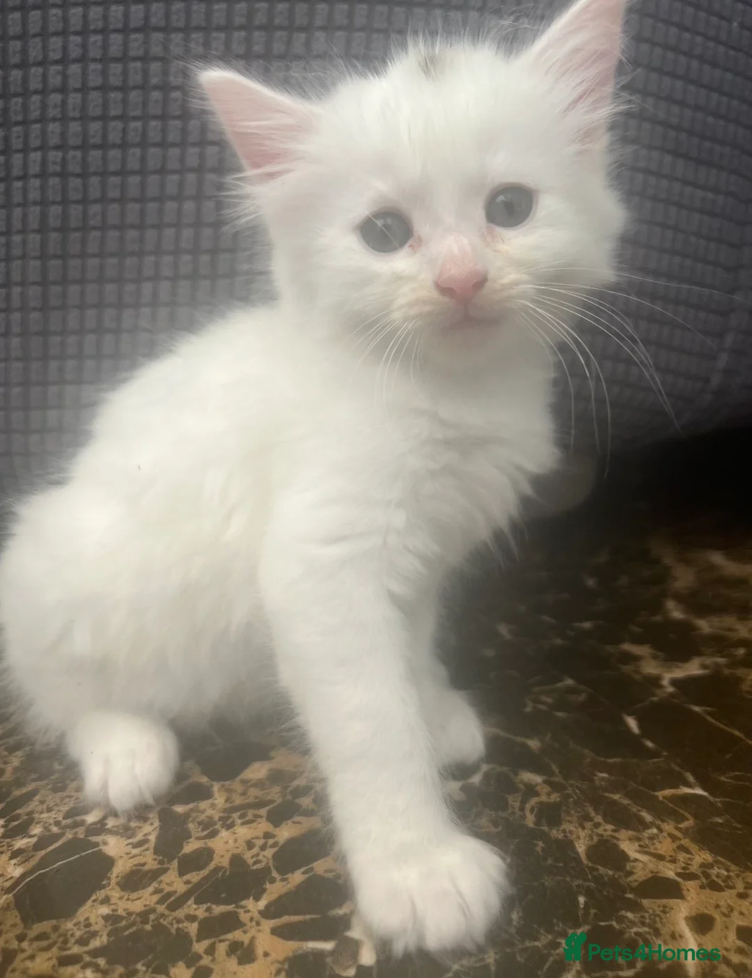Mixed Breed cats for sale: 3 kittens to be go to loving houses  - Advert 2