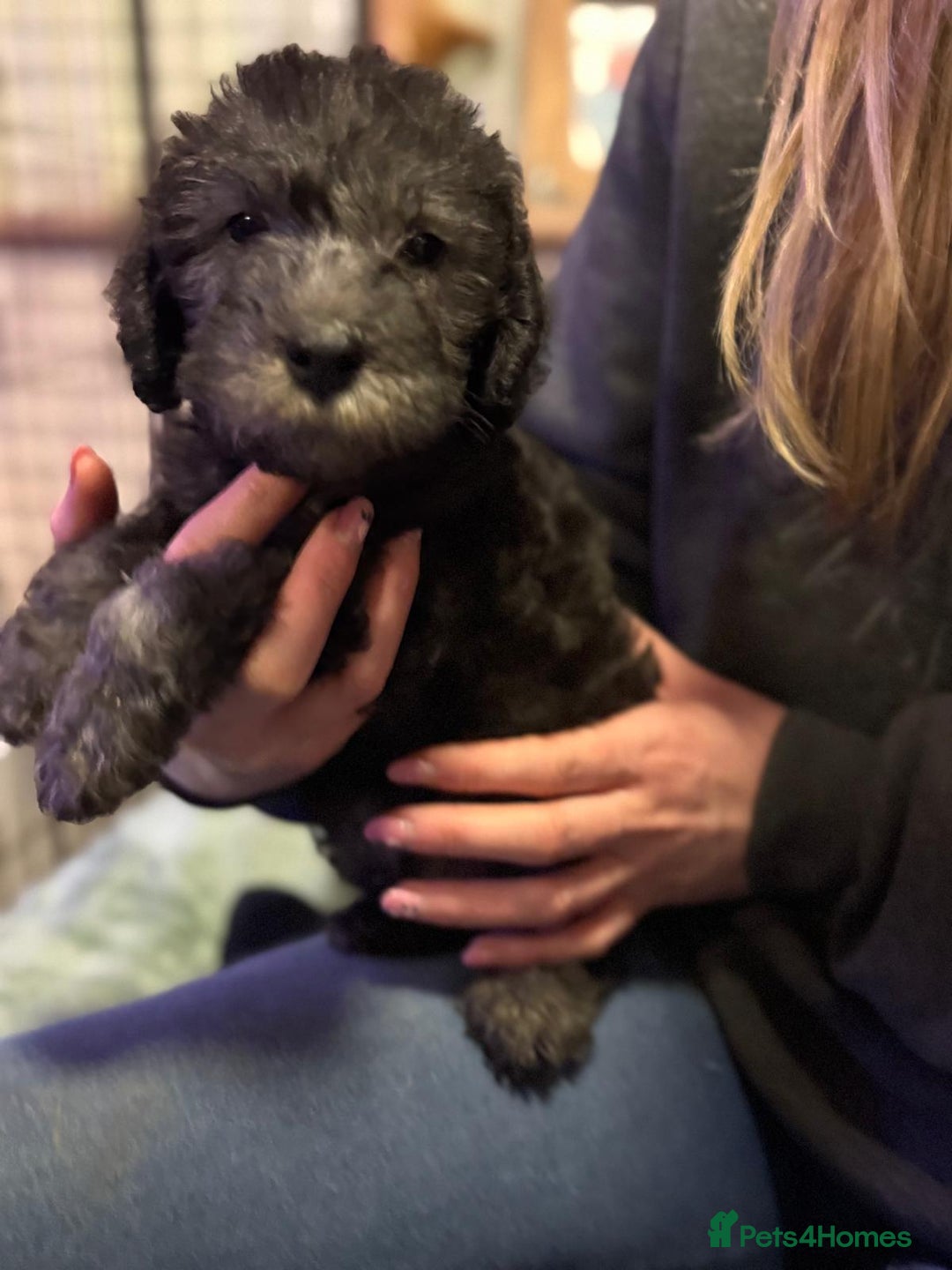 Bedlington Terrier dogs for sale: Champion Sired KC Reg Bedlington Terrier Puppies  - Advert 4
