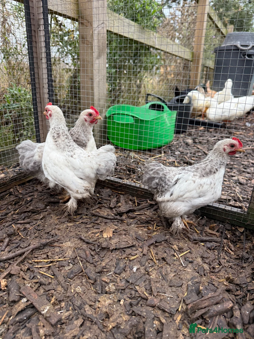 Chickens poultry for sale: Pekin bantam roosters - Advert 3