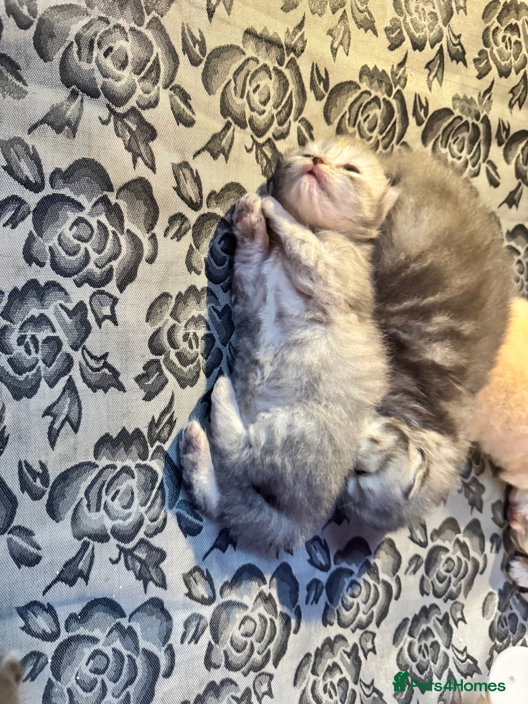 Maine Coon cats for sale: Main coon adorable kittens  - Advert 15