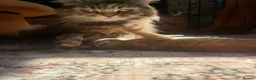 Maine Coon cats for sale: Half Main coon Long haired Tabby - Advert 9