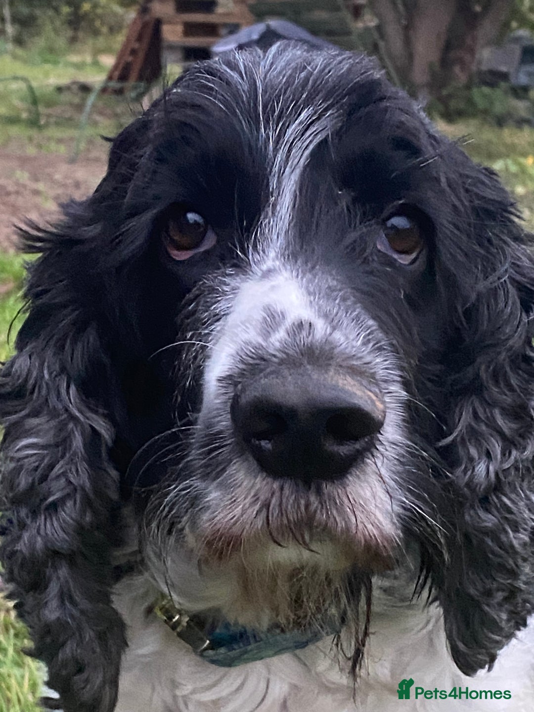 Cocker Spaniel dogs for sale: cocker spaniel girl - Image 1