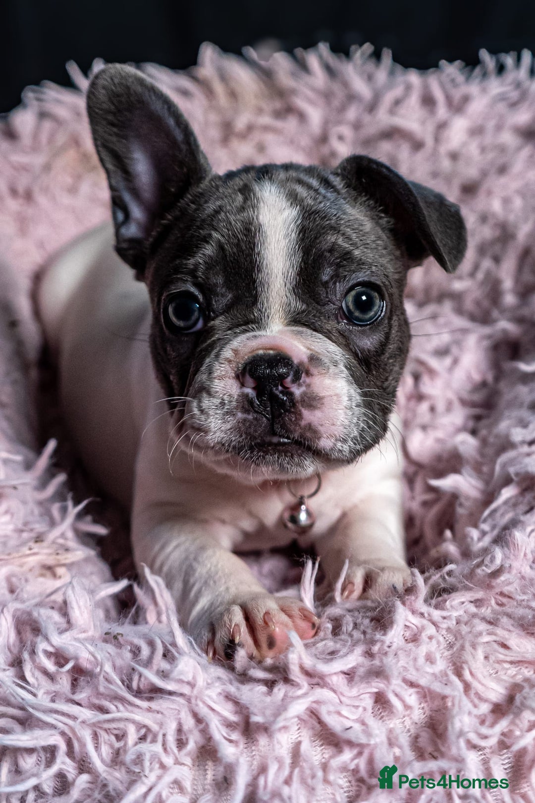 French Bulldog dogs for sale: Chunky French bulldog pups 4 girls  - Image 34