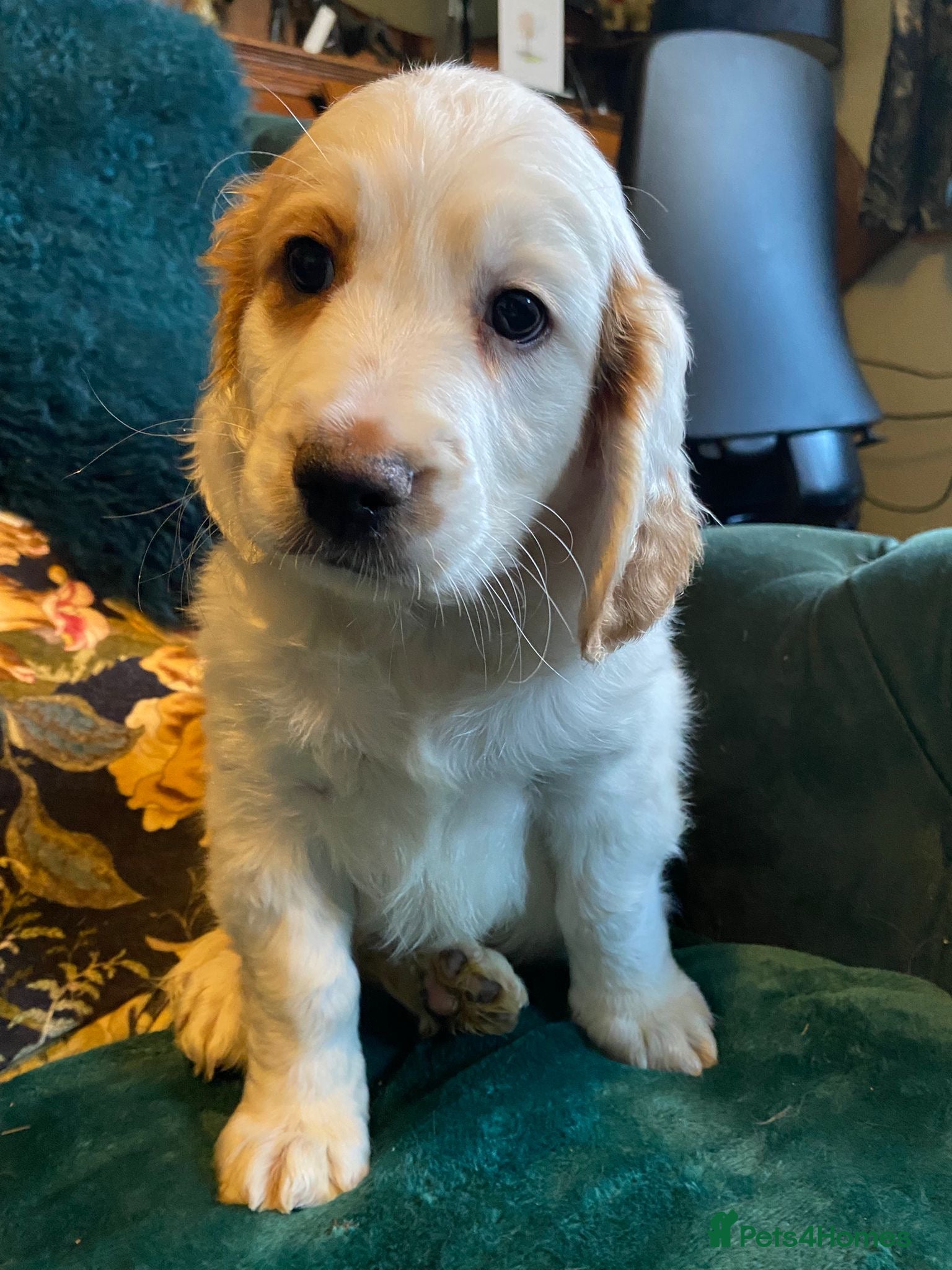 Clumber Spaniel dogs Clumber x puppies ready to leave 23/12/25 - Advert 1
