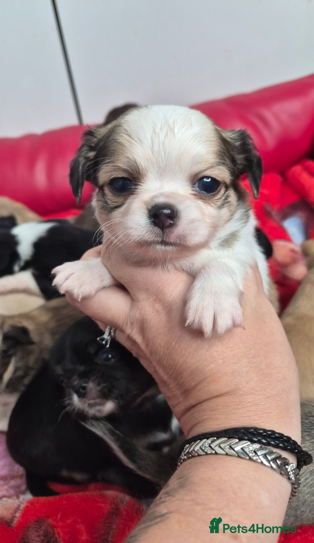 Chihuahua dogs for sale: Kc registered chihuahua puppies - Advert 5