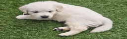 Golden Retriever dogs for sale: Cream and golden retriever puppies in Bristol - Advert 17