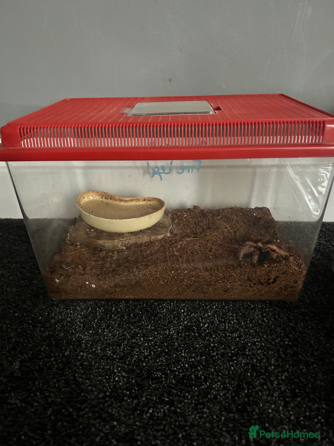 Spiders invertebrates for sale: Spiders and set ups  - Advert 7