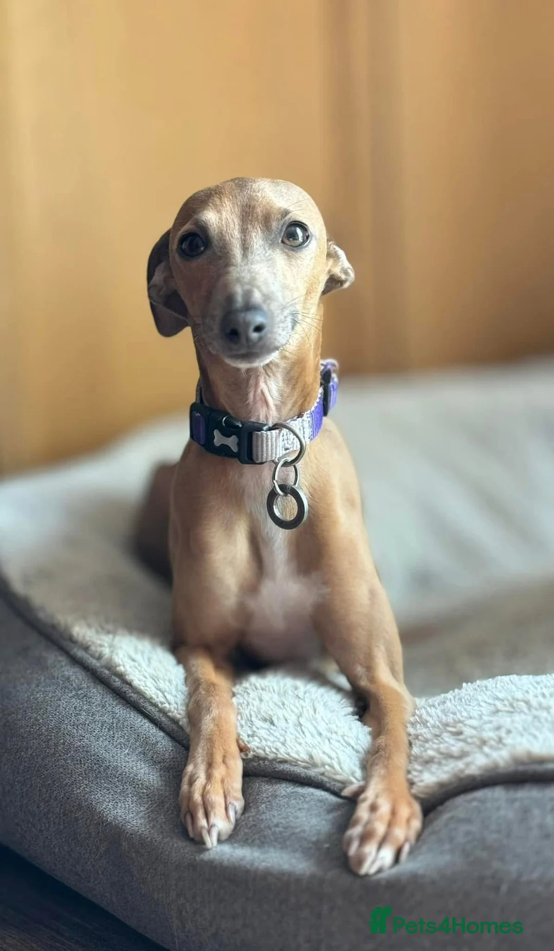 Italian Greyhound dogs for stud: KC Italian Greyhound available for stud in Eastbourne - Advert 3