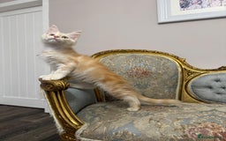 Maine Coon cats for sale: Maine Coon Kittens with Elite Heritage 🌟🌟🌟🌟🌟 - Image 6