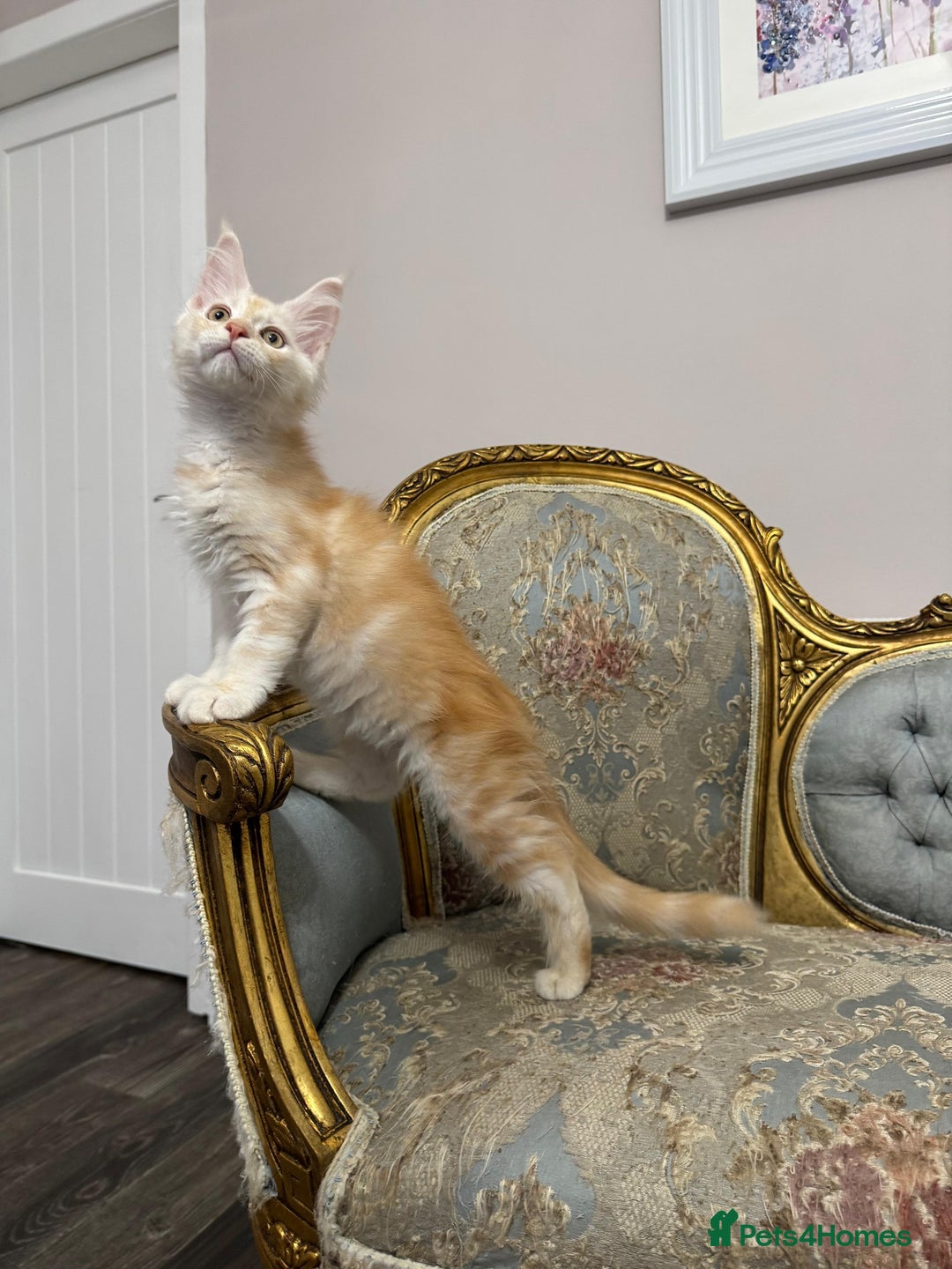 Maine Coon cats for sale: Maine Coon Kittens with Elite Heritage 🌟🌟🌟🌟🌟 - Image 6