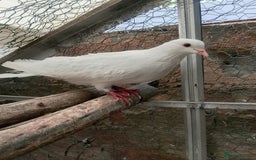 Pigeons birds for sale: Pigeon for sale - Image 9