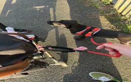 Mixed Breed dogs for sale: Beautiful 6 Month old Bulldach for sale  - Image 8