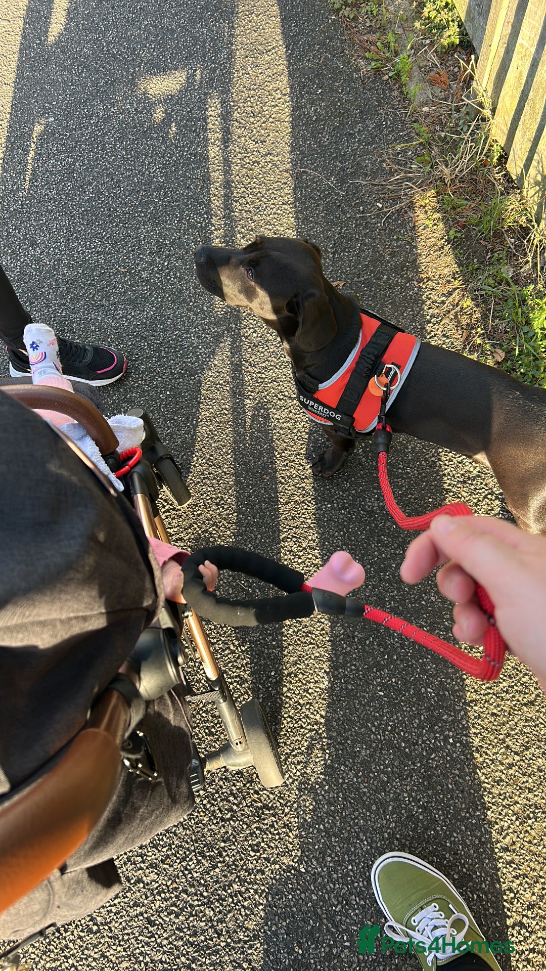 Mixed Breed dogs for sale: Beautiful 6 Month old Bulldach for sale  - Image 8