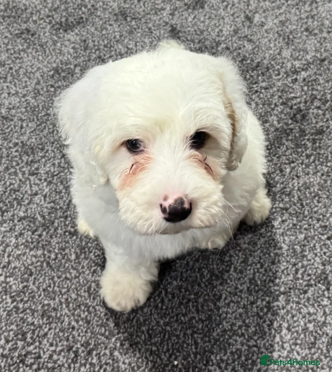 Australian Labradoodle dogs for sale: Multi-Gen Australian Labradoodle Puppies - Advert 19