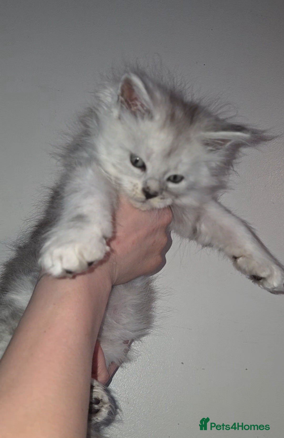 Maine Coon cats LAST 2 Purebreed Russian Bloodline Maine coon - Advert 2