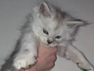 Maine Coon cats LAST 2 Purebreed Russian Bloodline Maine coon - Advert 2