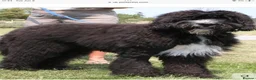 Saint Berdoodle dogs for sale: Striking and Rare Saint Bernadoodle Pups - Advert 16