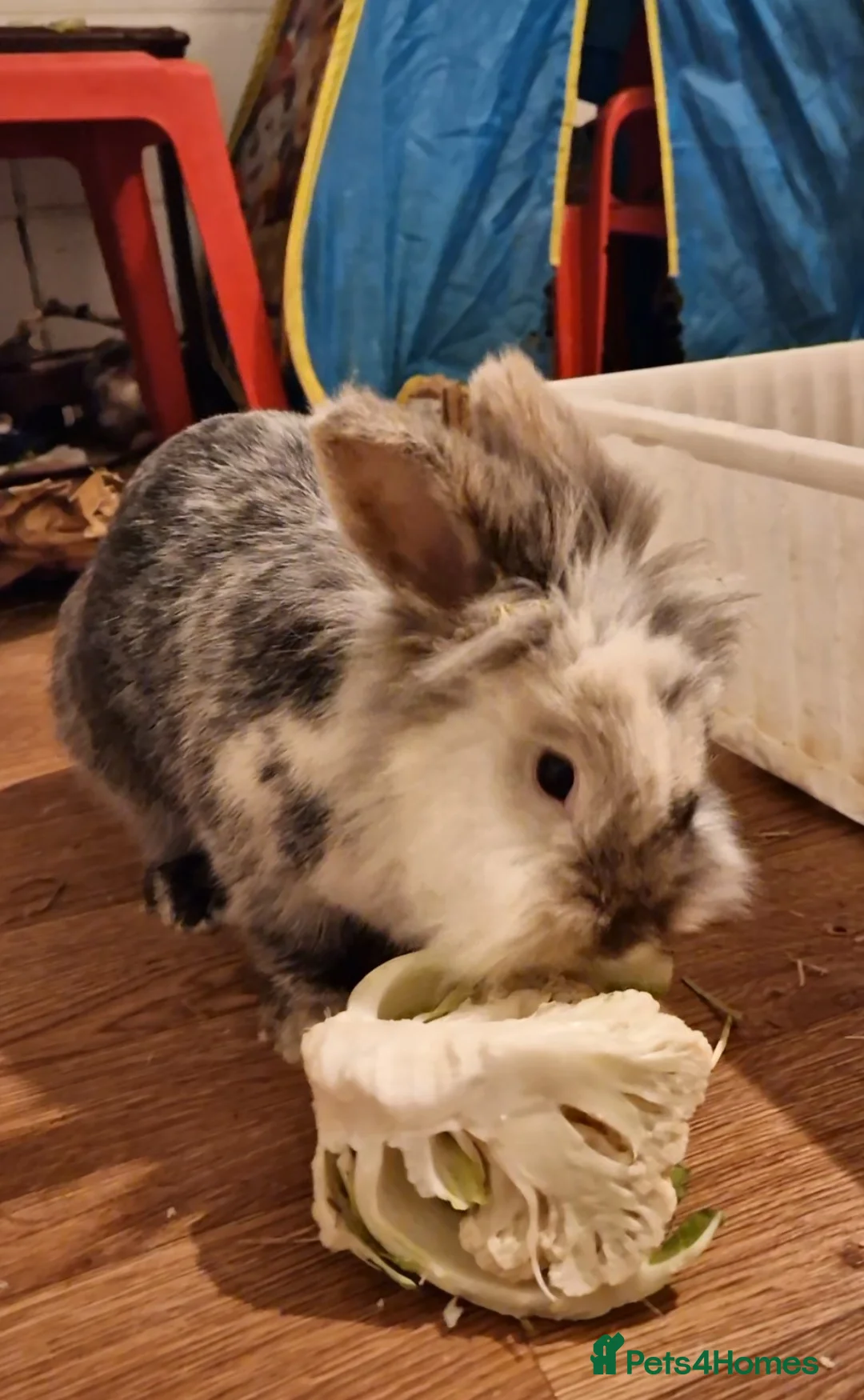 Lionhead rabbits for sale: Lute - experienced owner required - Advert 6