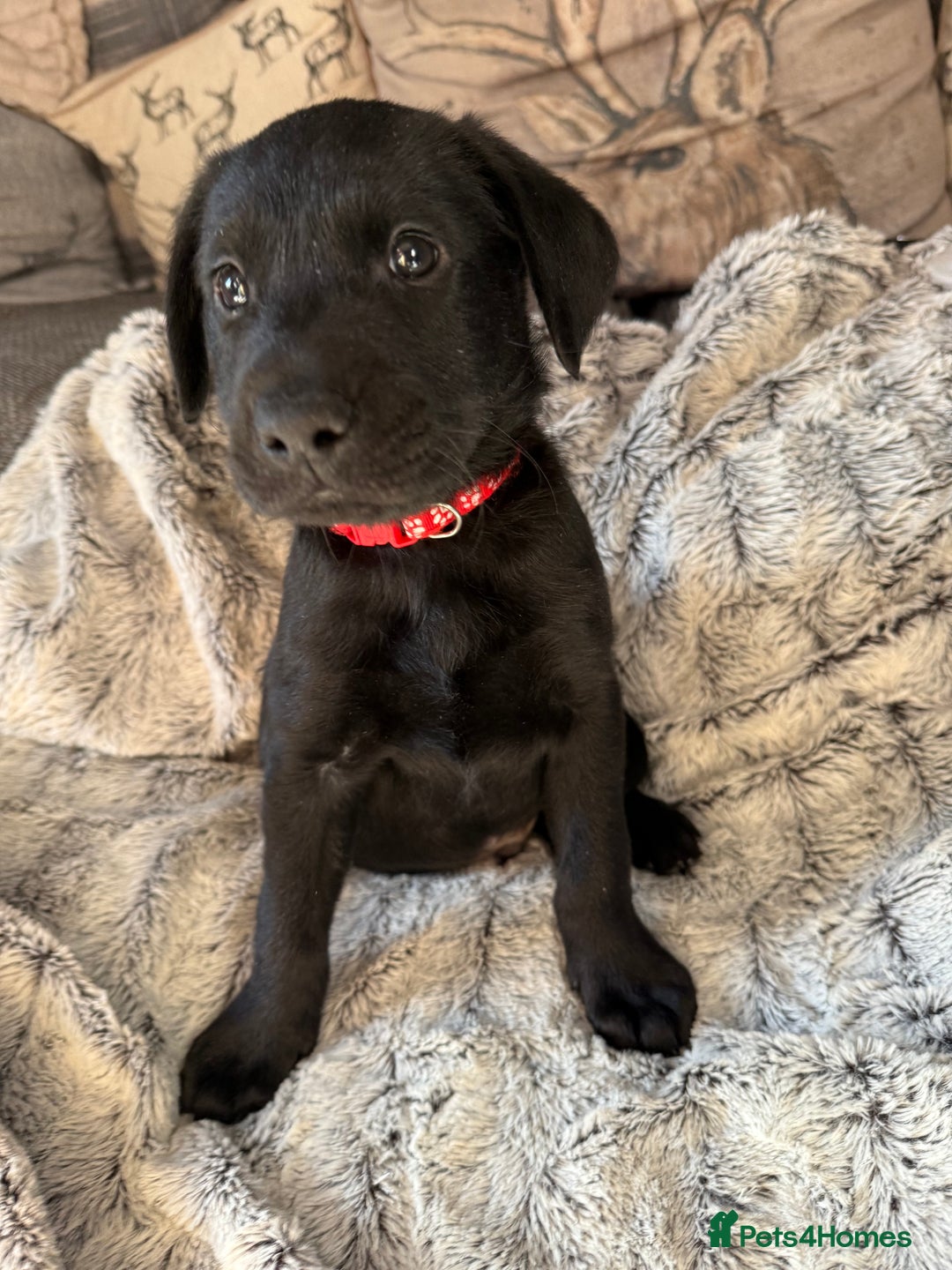 Labrador Retriever dogs for sale: Labrador puppies  - Advert 26