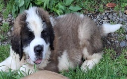 Saint Bernard dogs for sale: KC reg Saint Bernard puppies READY NOW - Image 32
