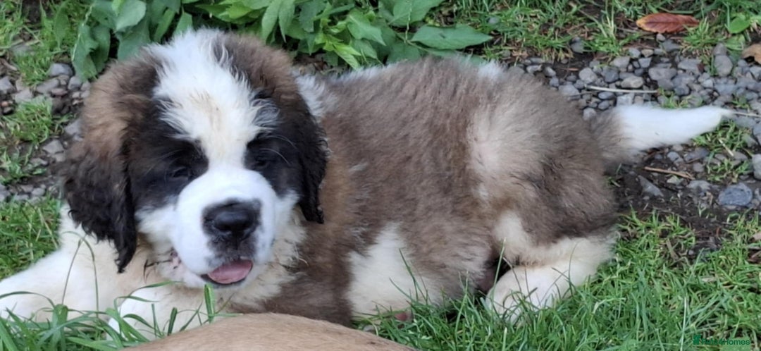 Saint Bernard dogs for sale: KC reg Saint Bernard puppies READY NOW - Image 32