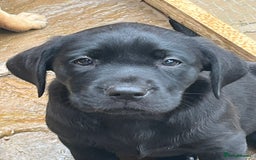 Labrador Retriever dogs for sale: Labrador pups for Sale in Hull - Image 4