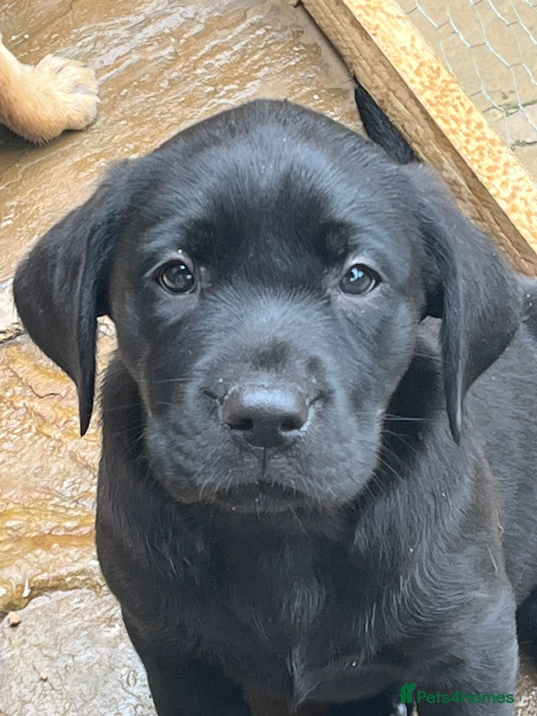 Labrador Retriever dogs for sale: Labrador pups for Sale in Hull - Image 4