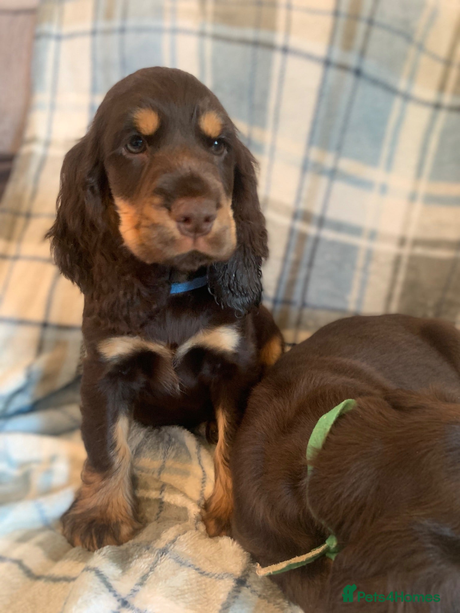 Cocker Spaniel dogs Show type cocker spaniel puppy’s  - Advert 2