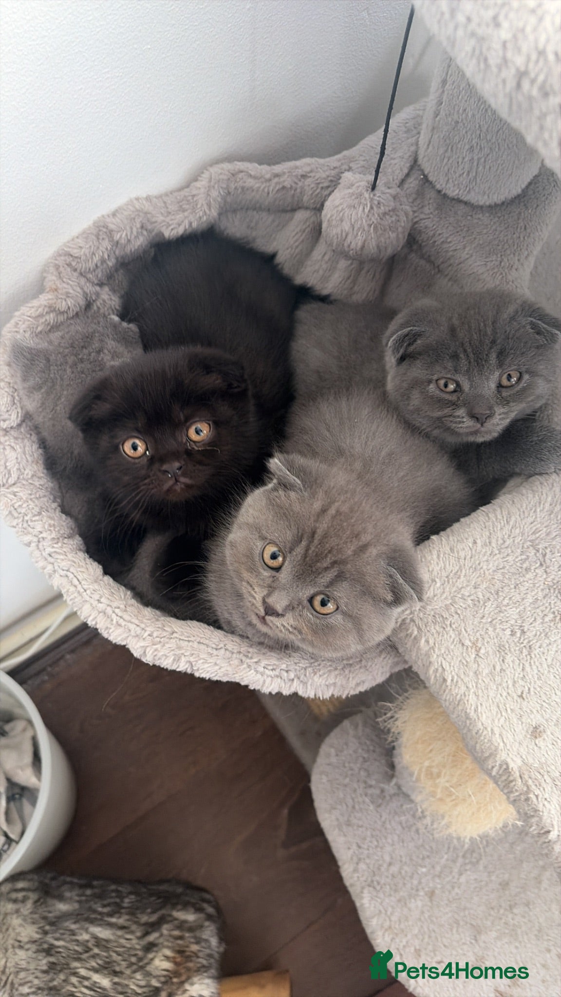Scottish Fold cats SCOTTISH FOLDS 🏴󠁧󠁢󠁳󠁣󠁴󠁿  - Advert 1