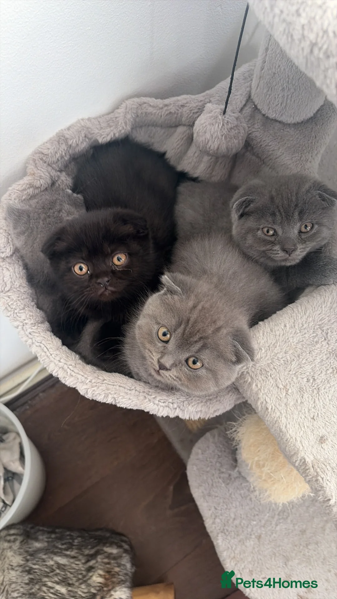 Scottish Fold cats for sale: SCOTTISH FOLDS 🏴󠁧󠁢󠁳󠁣󠁴󠁿  - Advert 2