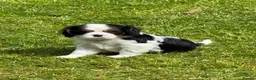Cavalier King Charles Spaniel dogs for sale: Cavalier King Charles Spaniel Puppies - Advert 6