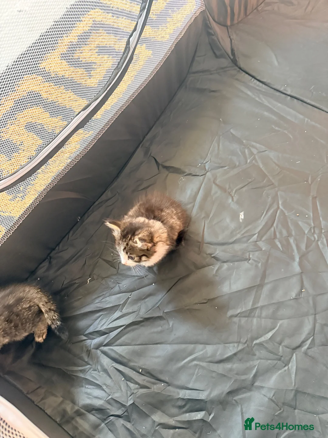 Mixed Breed cats for sale: Beautiful kittens for sale in Thornton Heath - Advert 2
