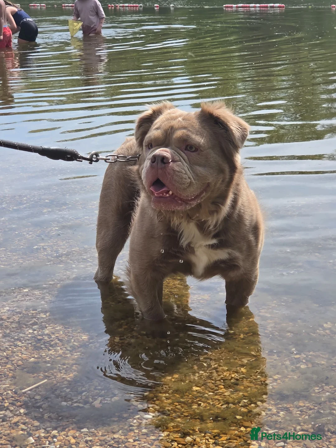 Olde English Bulldogge dogs for stud: Visual Fluffy Lilac Olde English Bulldog FOR STUD - Advert 1