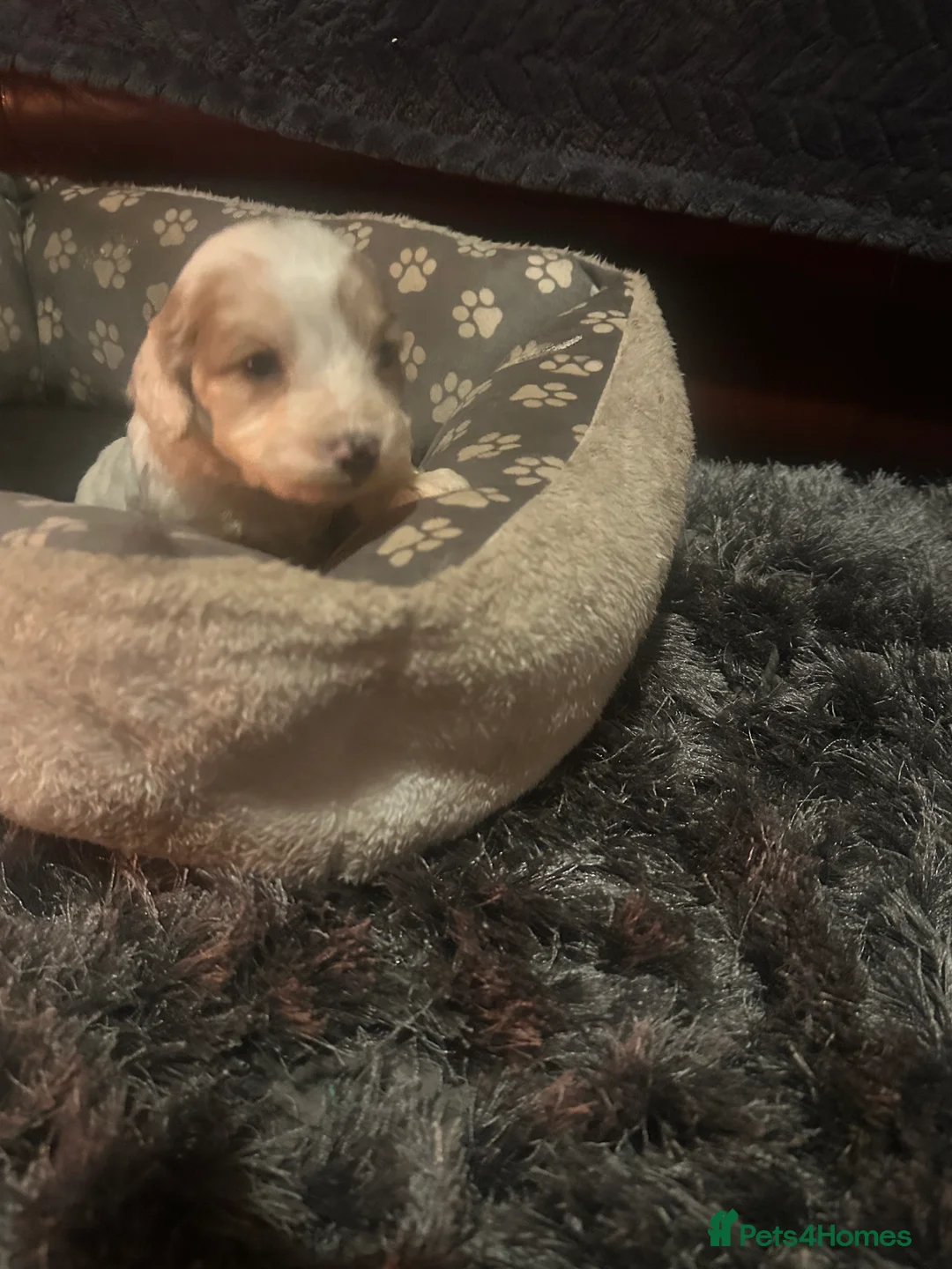 Cockapoo dogs for sale: Ready Now last 3  £1000 ovno f3cockapoo puppies  - Advert 2