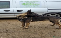 Belgian Shepherd Dog dogs for stud: Belgium malinois stud dog  in Bath - Image 13
