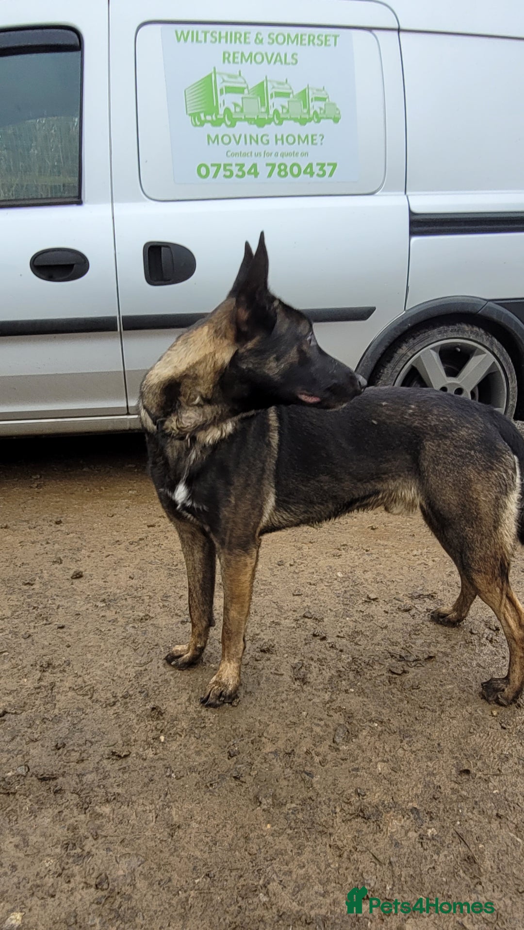 Belgian Shepherd Dog dogs for stud: Belgium malinois stud dog  in Bath - Image 13