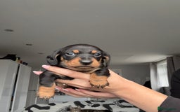 Miniature Dachshund dogs for sale: 4 x gorgeous miniature dachshund puppies  - Image 14