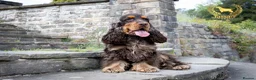 Cocker Spaniel dogs for stud: Stunning Italian Import Show Type Stud! in Derby - Advert 8
