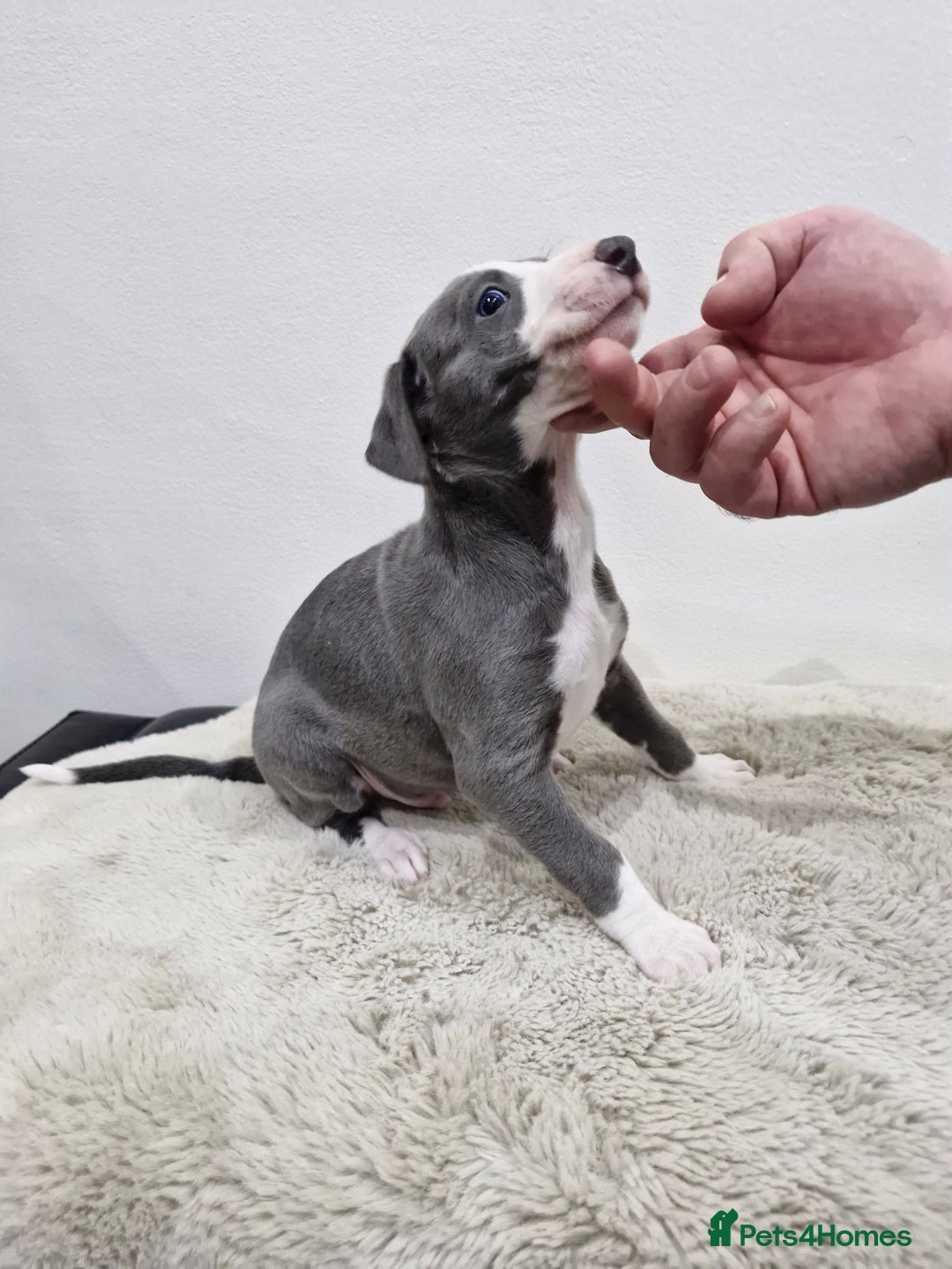 Whippet dogs for sale: KC Reg Whippet Puppies for sale  - Advert 9