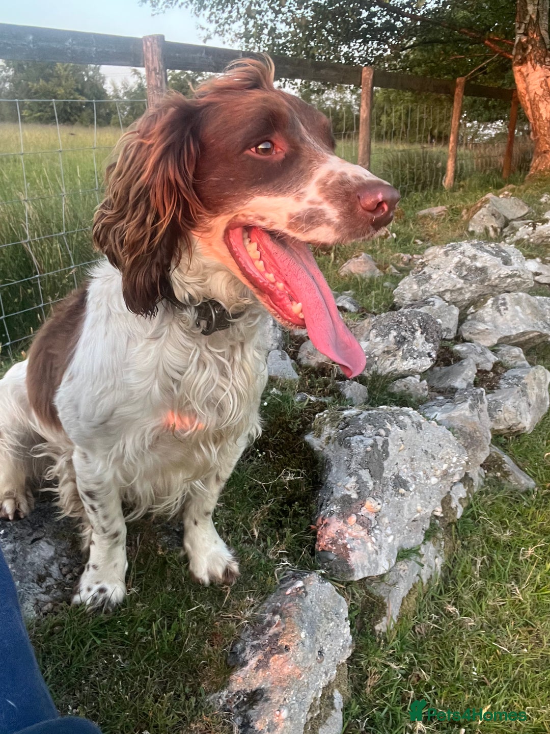 English Springer Spaniel dogs for sale: Traditional English springer spaniels  - Image 19