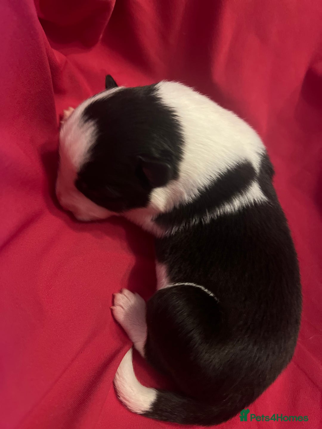 Border Collie dogs for sale: **🐾 Adorable Border Collie Puppies for Sale! 🐾** - Image 13