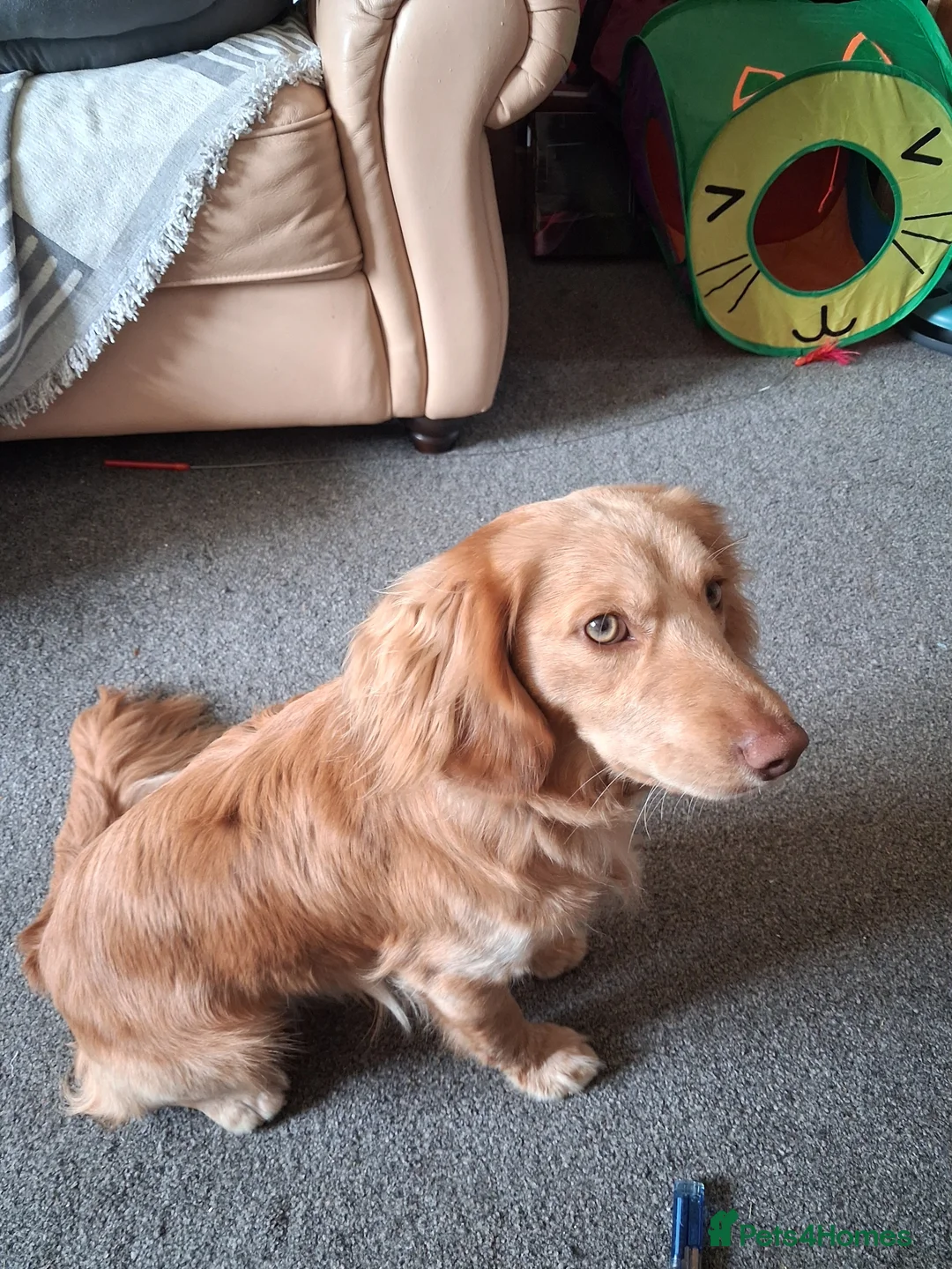 Cockapoo dogs for sale: One year old male Cockapoo in Stoke-on-Trent - Advert 3