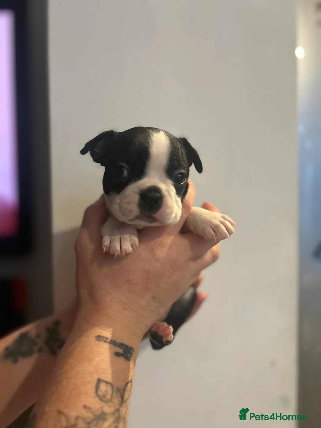 Boston Terrier dogs for sale: Kc reg boston terriers - Advert 5