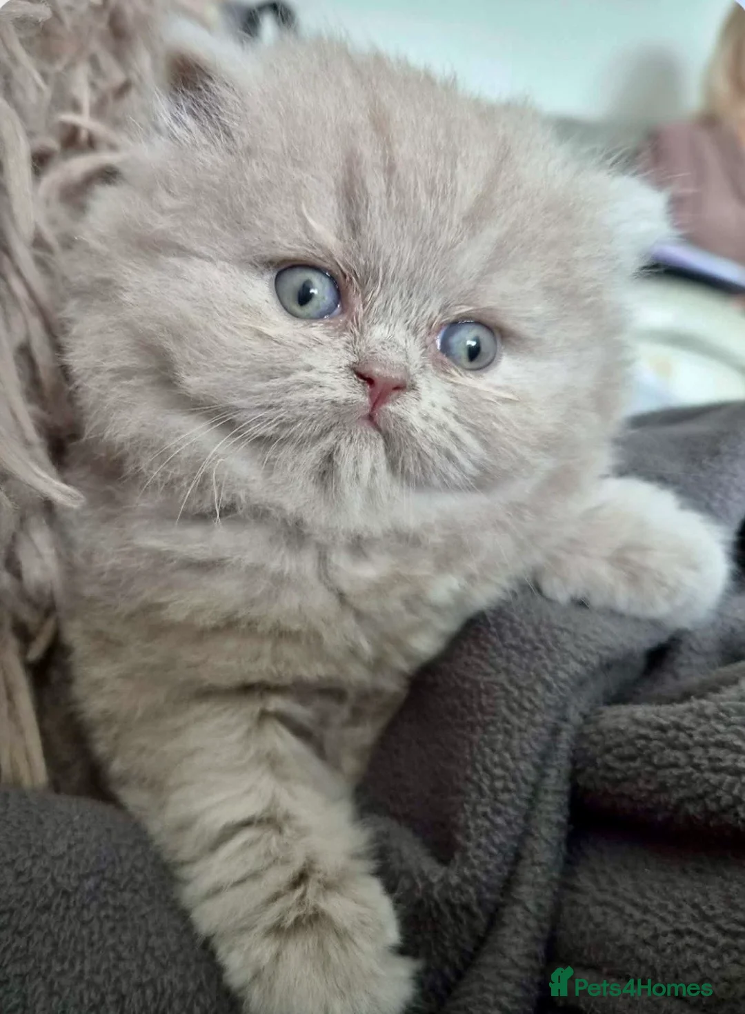 British Longhair cats for sale: GCCF LILAC BRITISH LONGHAIR FEMALE PERSIAN - Advert 3
