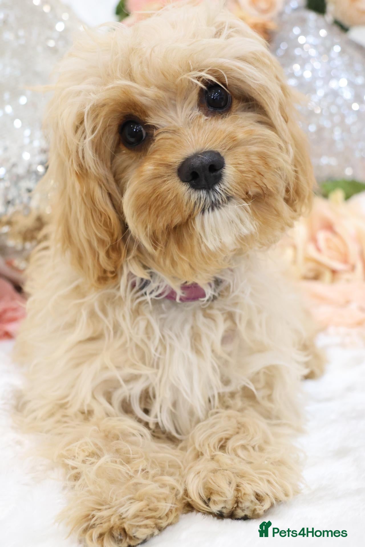 Cavapoo dogs *HEALTH TESTED*  F1 Cavapoos - Advert 2