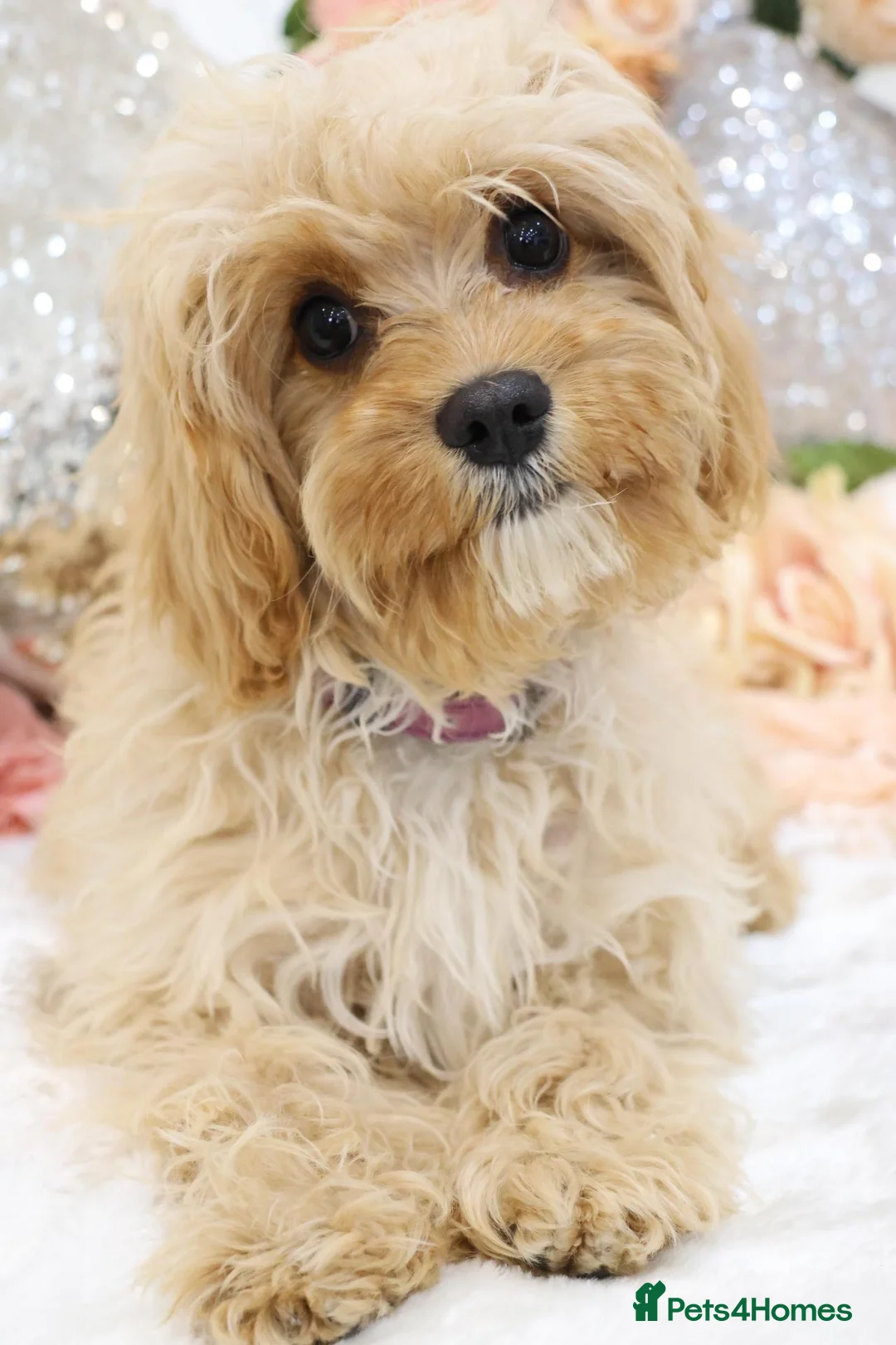 Cavapoo dogs for sale: *HEALTH TESTED*  F1 Cavapoos - Advert 2